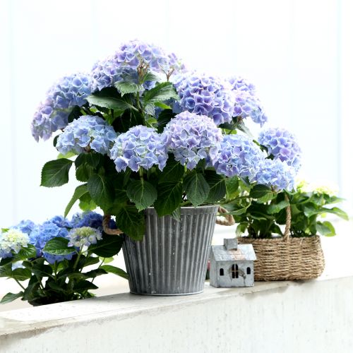 Itens Floreira, vaso decorativo com alças, vaso de metal para plantio Ø25,5cm