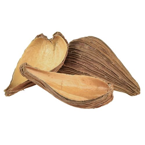 Floristik24 Cápsulas de frutas e sementes Pradeep Pods 9-12 cm naturais 50 peças