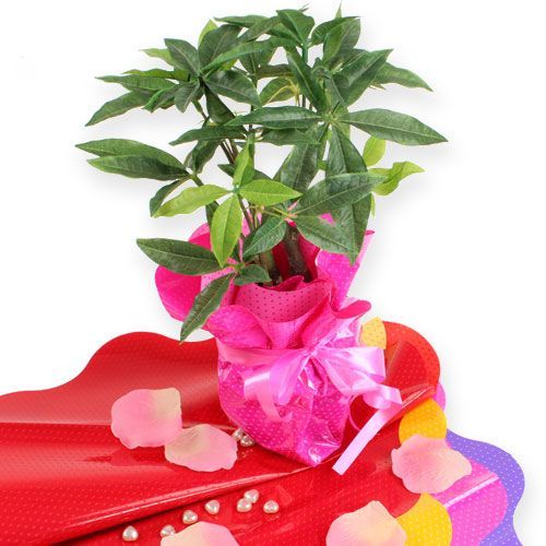 Floristik24 Punhos Rondella Ø40cm vermelho 50pcs