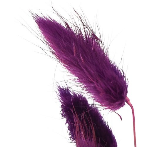 Itens Velvet Grass Violet, Rabbit Grass, Lagurus L18-50cm 25g