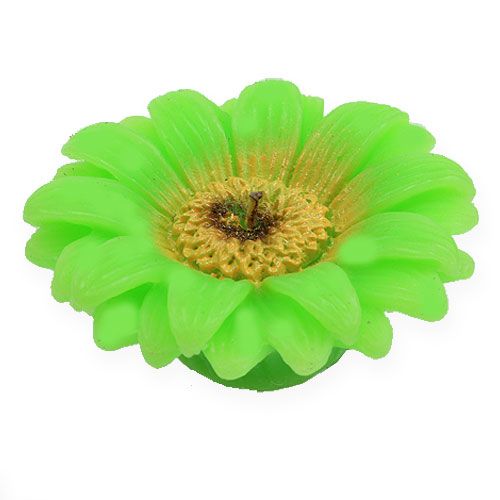 Floristik24 Vela flutuante gerbera verde Ø7,5cm