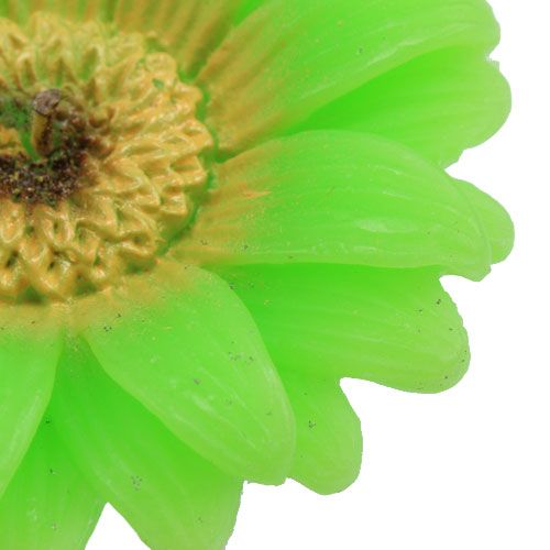 Floristik24 Vela flutuante gerbera verde Ø7,5cm