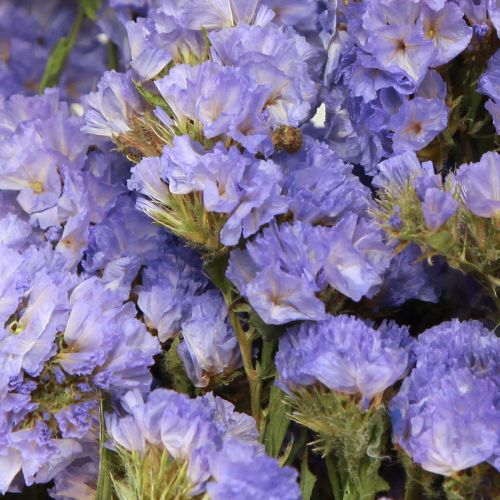 Floristik24 Mar Lilás Roxo Statice Limonium sinuatum Flores Secas 60cm 50g