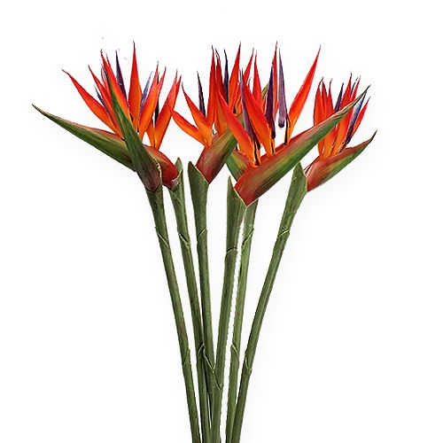 Floristik24 Strelitzia 65 cm (6 unidades)