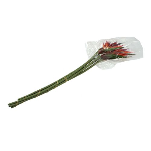 Floristik24 Strelitzia 65 cm (6 unidades)