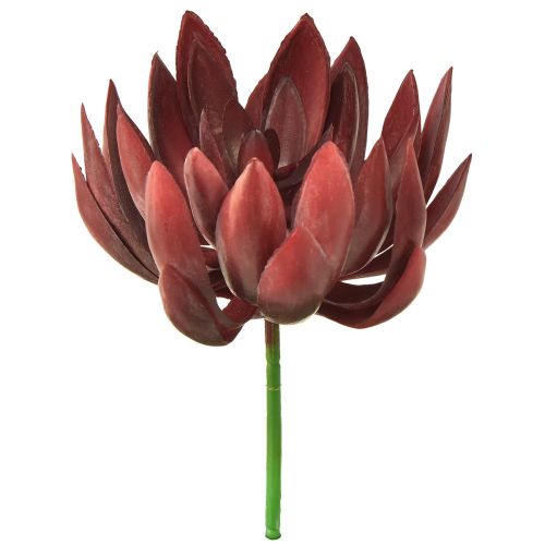 Floristik24 Suculenta Echeveria Plantas Verdes Artificiais Vermelhas Ø12cm 19,5cm