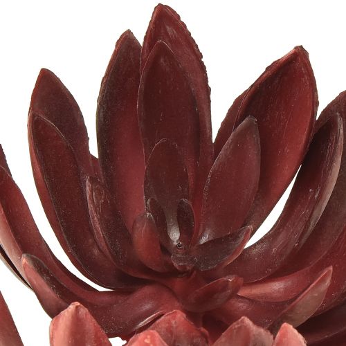 Floristik24 Suculenta Echeveria Plantas Verdes Artificiais Vermelhas Ø12cm 19,5cm