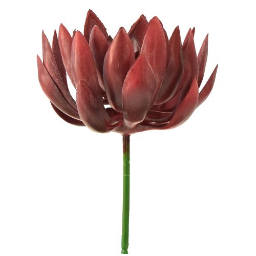 Floristik24 Suculenta Echeveria Plantas Verdes Artificiais Vermelhas Ø12cm 19,5cm