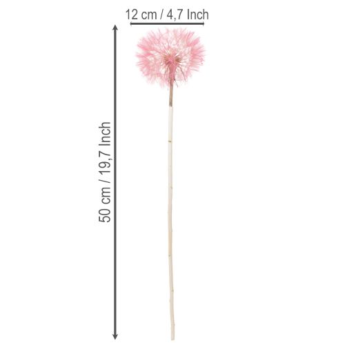 Itens Flores secas gigantes de dente-de-leão, decoração elegante para casa, 12 cm, 4 peças