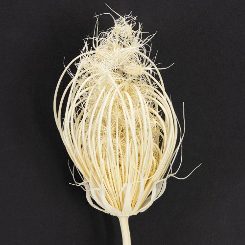 Itens Flores secas creme funcho branqueado 45 cm buquê 10 unidades