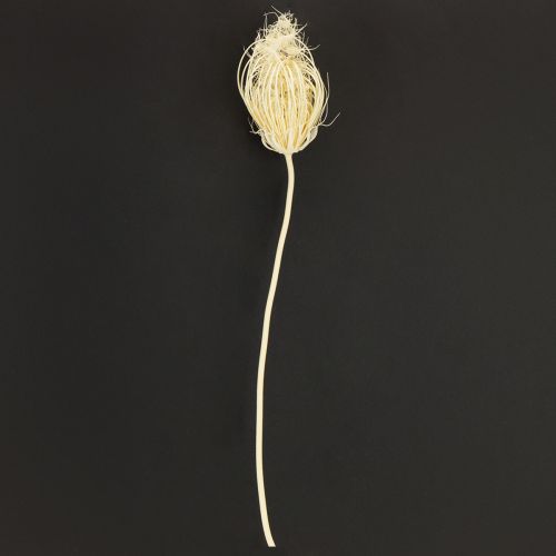Itens Flores secas creme funcho branqueado 45 cm buquê 10 unidades