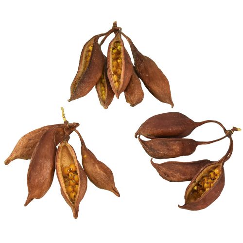 Itens Decoração seca Brachyciton garrafa natural árvore 5-10cm 1kg