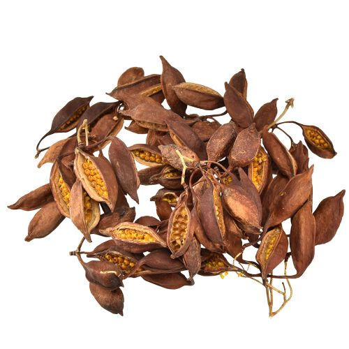 Itens Decoração seca Brachyciton garrafa natural árvore 5-10cm 1kg