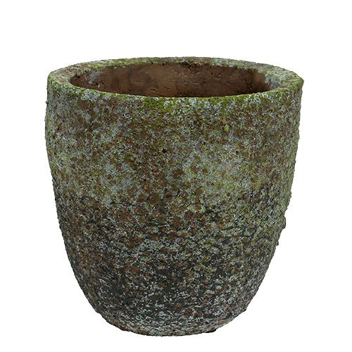 Floristik24 Plantador com musgo Ø16cm Alt.16cm 1p
