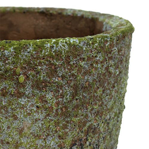 Floristik24 Plantador com musgo Ø16cm Alt.16cm 1p