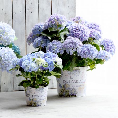Floristik24 Vaso de plástico para flores de hortênsia Ø13,5cm Alt.12cm