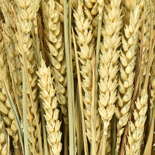 Itens Trigo em cacho natural decorativo 1 cacho 150g