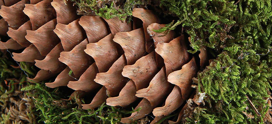 Cones