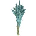 Floristik24 Flores secas, Setaria Pumila, milho azul 65cm 200g
