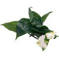 Floristik24 Calla Lily Kalla Flores Artificiais Brancas Flores Exóticas 34cm