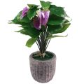 Floristik24 Flores artificiais antúrio artificial plantas artificiais em vaso 41cm