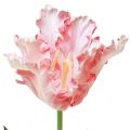 Floristik24 Flor artificial papagaio tulipa tulipa artificial rosa 69cm