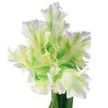 Floristik24 Flor artificial papagaio tulipa artificial tulipa verde branca 69cm