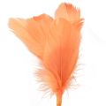 Floristik24 Penas decorativas penas de pássaros laranja em palito 36 cm 12 unidades