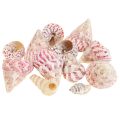 Floristik24 Decoração marítima conchas de caracóis decoração rosa Trochus Maculatus 1100gr