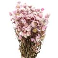 Floristik24 Flores de palha flores secas branco rosa 20-35cm cacho 40g