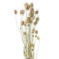 Floristik24 Nigella flor seca Jungfer im Grünen floricultura seca 24-45cm 20g