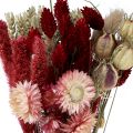 Floristik24 Buquê de flores secas flores de palha Phalaris vermelho 30cm