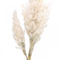 Floristik24 Grama dos pampas creme branco decoração de grama seca artificial 82cm