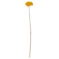 Achillea Natur Gelb (Mil-folhas) Flores Secas Amarelas 1kg | Floristik24.pt