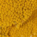 Achillea Natur Gelb