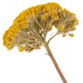 Achillea Natur Gelb