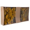 Achillea Natur Gelb