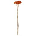 Flores secas de Aquileia laranja, milefólio, 45-60 cm, 1 kg | Floristik24.pt