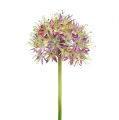 Floristik24 Allium roxo claro L76cm