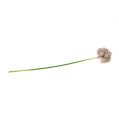 Floristik24 Allium roxo claro L76cm