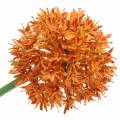 Floristik24 Cebola decorativa Allium laranja artificial Ø7cm Alt.58cm 4 unidades
