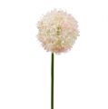 Floristik24 Allium creme-rosa Ø15cm C70cm
