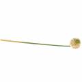Floristik24 Cebola ornamental Allium rosa artificial / verde Ø8cm 58cm