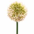 Floristik24 Cebola ornamental Allium rosa artificial / verde Ø8cm 58cm