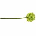 Floristik24 Cebola ornamental Allium, flor de seda, bola artificial verde alho-poró Ø20cm C72cm