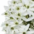 Floristik24 Flor decorativa Allium, bola de alho-poró artificial, cebola decorativa branca Ø20cm C72cm