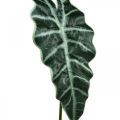 Floristik24 Planta artificial de folha de flecha artificial alocasia deco verde 74cm
