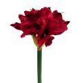 Floristik24 Amaryllis vermelho escuro L 73cm 2pcs