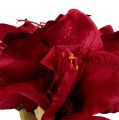 Floristik24 Amaryllis vermelho escuro L 73cm 2pcs