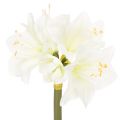 Floristik24 Flor artificial de amarílis branca, com haste, para o Advento e Natal, 50 cm